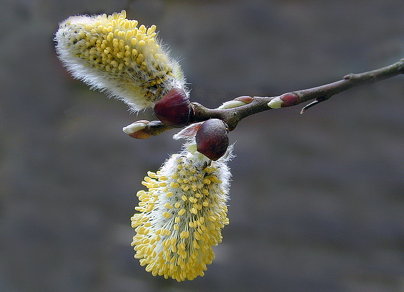 Blüte 0173_Bildgröße ändern.jpg - Der Frühling kommt